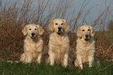 GOLDEN RETRIEVER 996